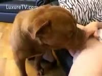 Brown dog sucks hot wench